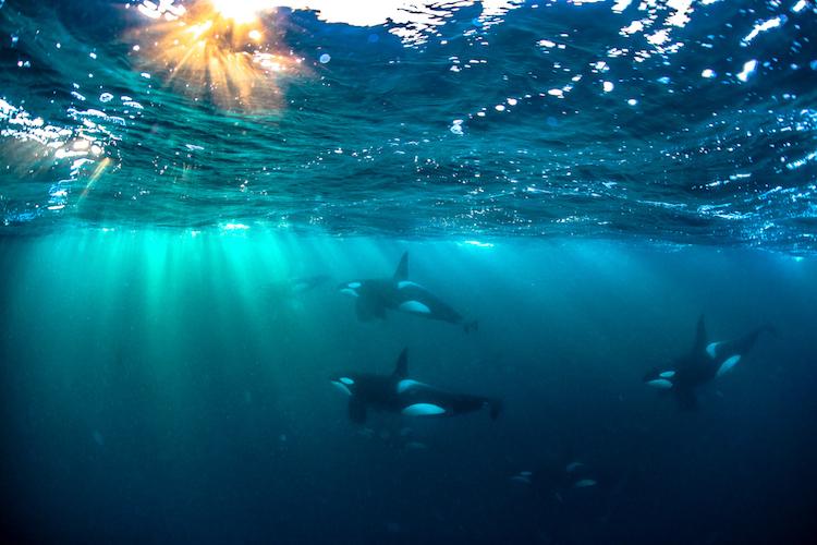 Group of killer whales are swimming under the sea.