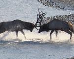 two deers buck antlers in a river