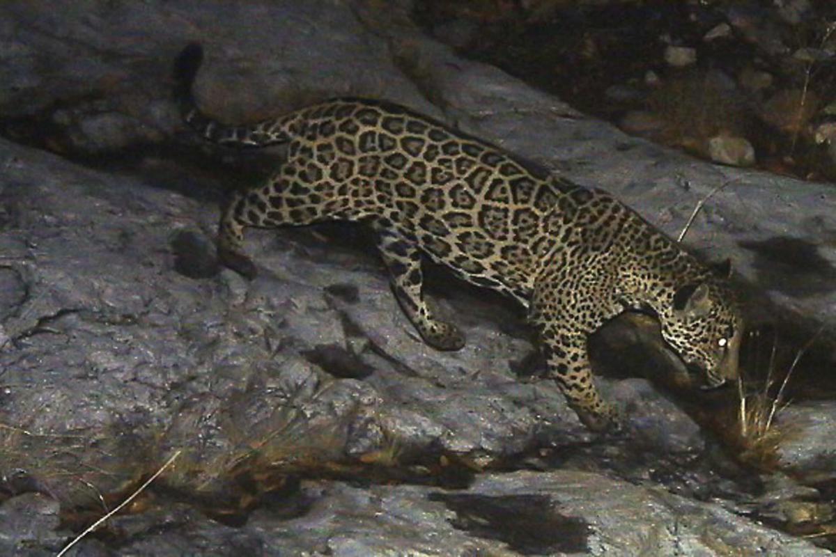 a jaguar roams over a rocky outcrop in the desert at night