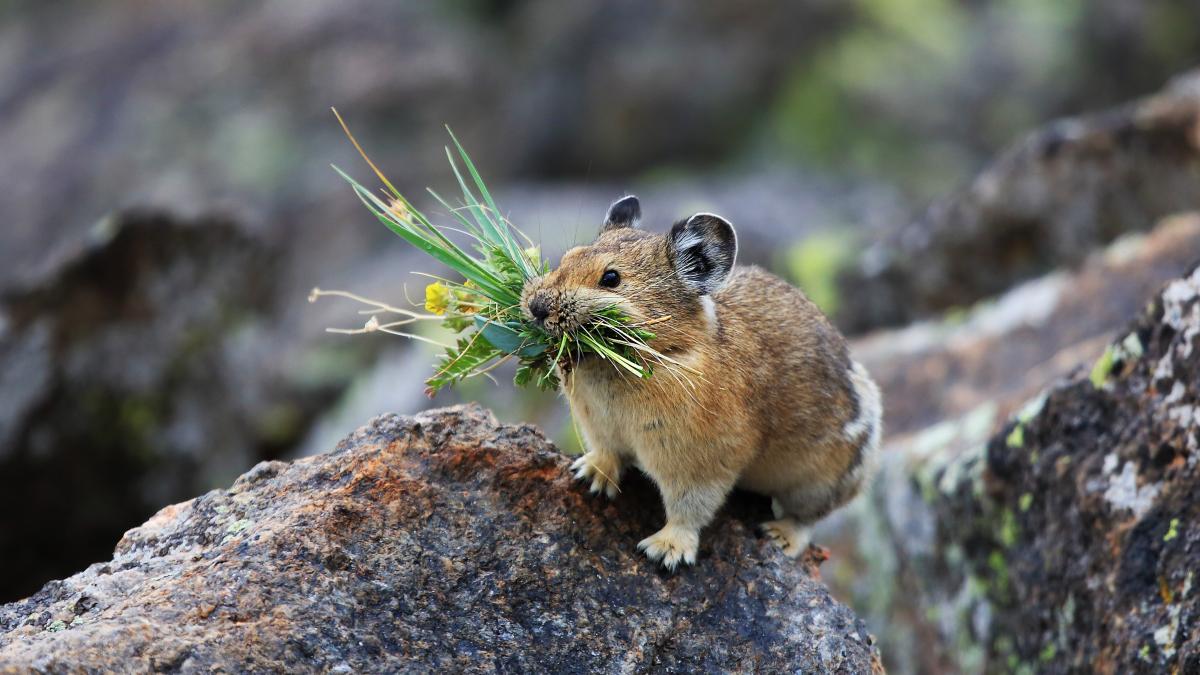 A small Pika (rare forest mammal) holds some greens in its mouth as it stands on the trunk of a large tree.