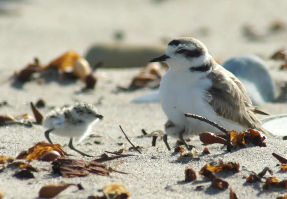 A bird is sitting on the beach.