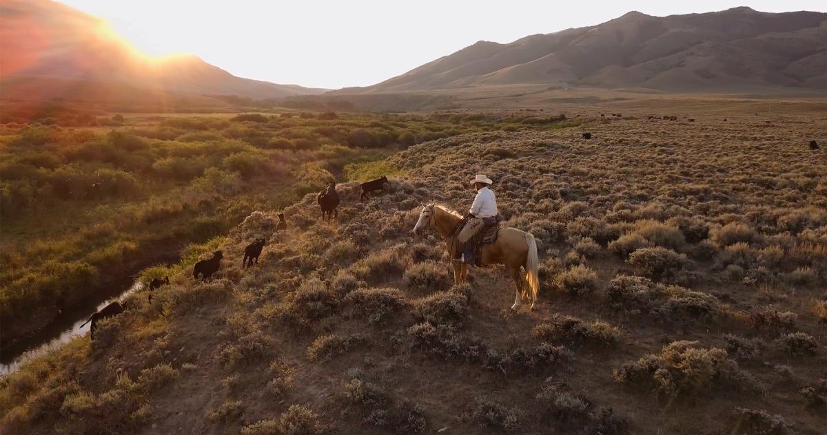 A man on his horse, with dogs in a beautiful field during sunset