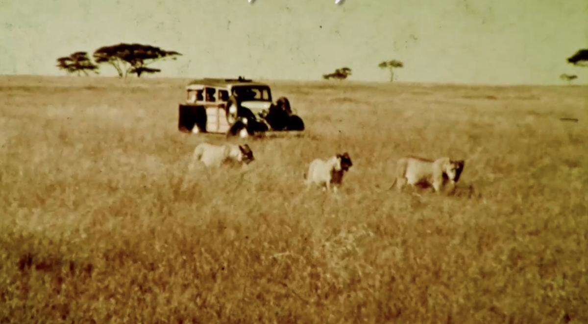 A station wagon drives slowly through the African grasslands, a few lions walk in front of the car. 