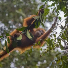 From Sir David Attenborough’s Our Planet. Photo: Huw Cordey/Netflix/Silverback. Among green trees hangs a light brown monkey.