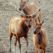 A small herd of Tule Elk wandering