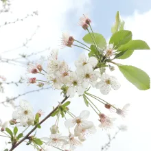 A close-up, medium shot of a blooming cherry blossom branch against a bright, pale blue sky with soft white clouds. The branch, a dark reddish-brown, extends diagonally from the lower left toward the center, featuring clusters of delicate white flowers with five petals and thin, pale-pink stamens tipped with yellow pollen. Several bright green, serrated leaves sprout from the branch, along with small, un-bloomed flower buds.