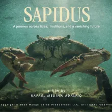 The image shows an underwater scene in green-blue tones. At the center, a large blue crab is seen from the front, standing on the seabed with its claws raised and legs spread. Particles float in the water, creating a textured, atmospheric look. Soft light filters from above, illuminating the crab and the surrounding water.  At the top of the image, the film title SAPIDUS appears in large serif letters, followed by the tagline “A journey across tides, traditions, and a vanishing future.”