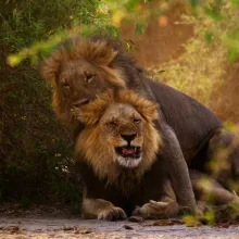 Two male lions mating in the wild