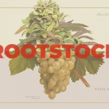 painting of green grapes with the title "rootstock" in red