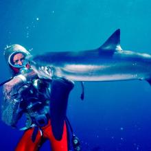 An underwater color photograph from 1982 of Valerie Taylor, a white woman, wearing a chain mail suit being bitten on the arm by a shark. Her pants are red and the top is sparkly. Courtesy of Ron & Valerie Taylor.