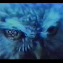 A closeup of an owl's eye.