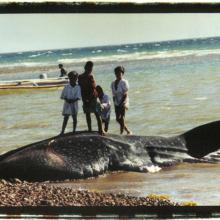 Four children stand near a corpse of a whale shark.
