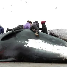 a group of Native Alaskan children sit on top a caught bowhead whale 