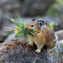 A small Pika (rare forest mammal) holds some greens in its mouth as it stands on the trunk of a large tree.