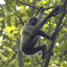 A gibbon monkey climbs the skinny branch of a tree below a canopy of green leaves. 