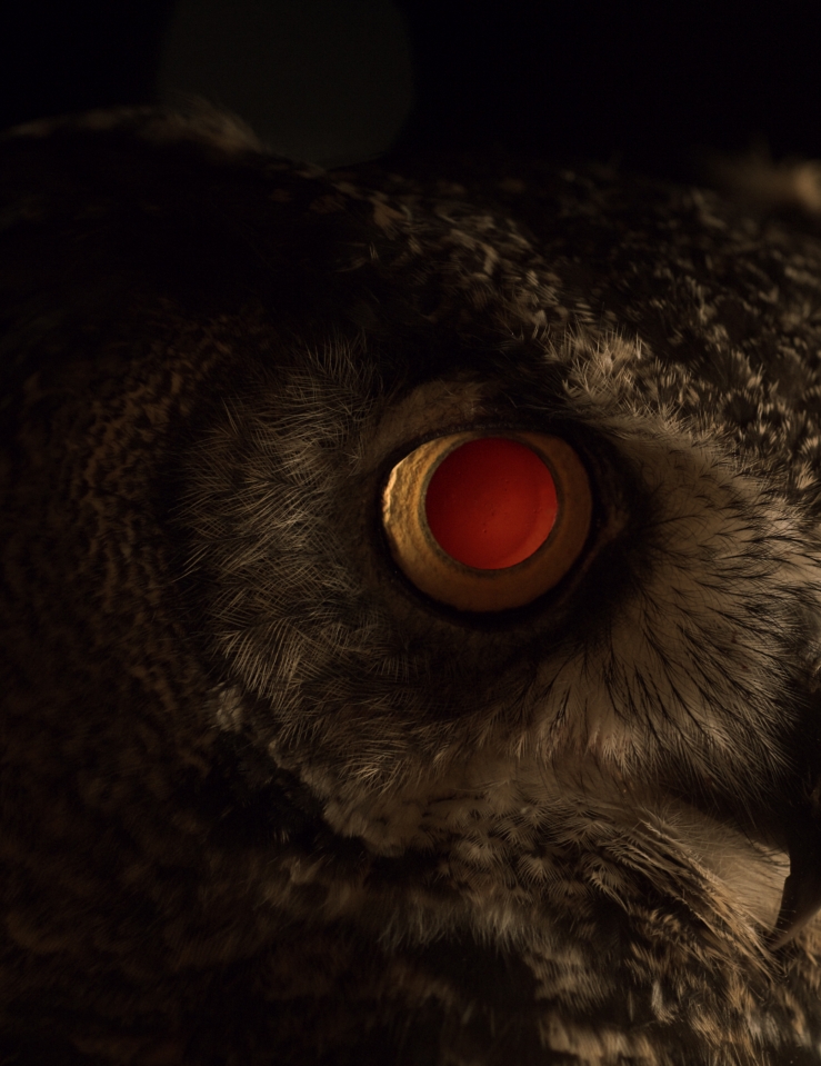 Still from 'Users,' depicting an owl staring in the darkness. Courtesy of Icarus Films