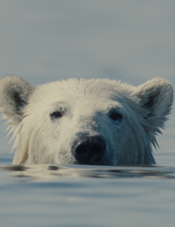 A polar bear seen peeking his head out of the water