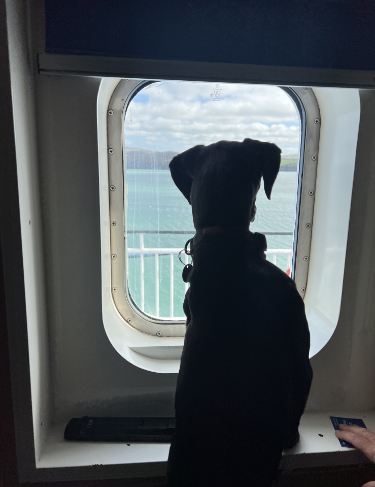 Silhouette of a dog looking out a ferry window
