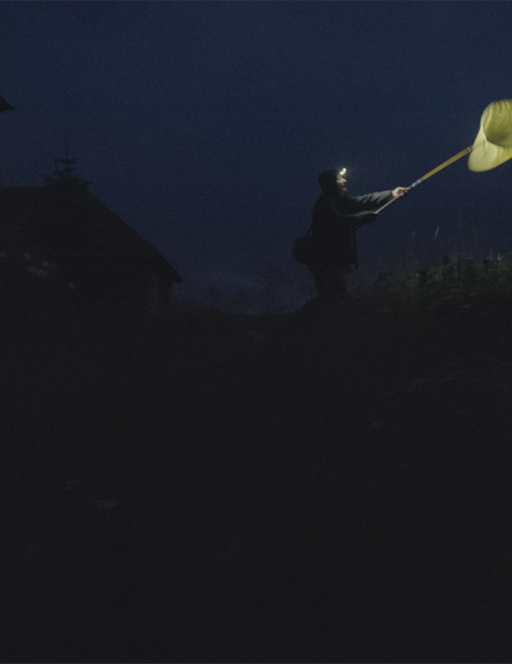 Nighttime shot of a person outside holding a yellow butterfly night up in the air