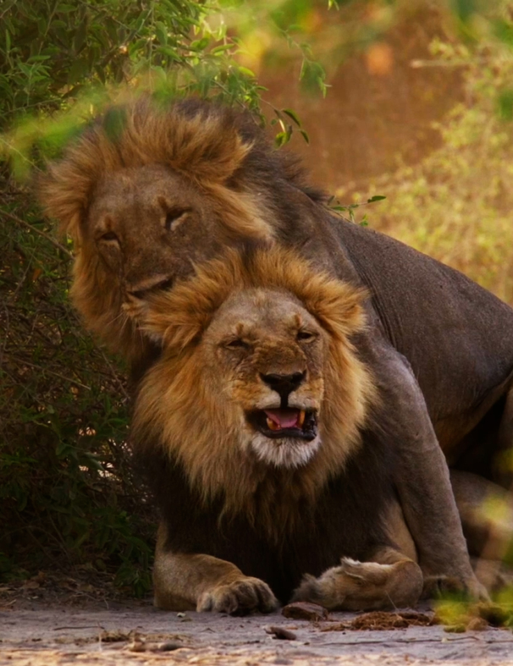 Two male lions mating in the wild